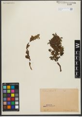 Foto von Salix retusa L.